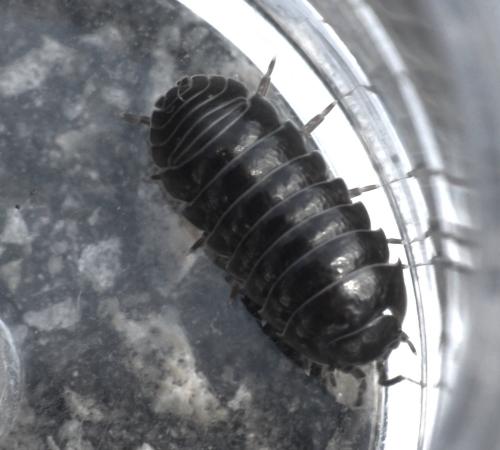 Réf. 275 509 : Armadillidium sp.